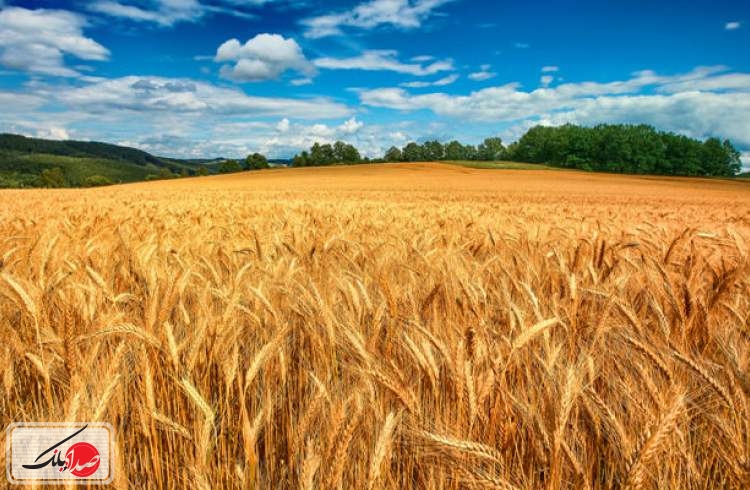 پرداخت ۲۰ هزار میلیارد ریال تسهیلات بانک ملی ایران برای خرید گندم